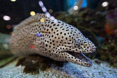 《工业崛起2》公布 让你实现80年代商业大亨梦想